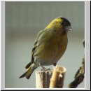 Carduelis spinus - Erlenzeisig 14.jpg